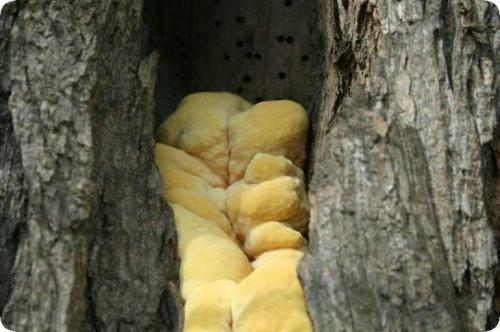 Как заделать дупло в орехе. Чем можно замазать? 14 Как заделать дупло в орехе. Чем можно замазать? 14