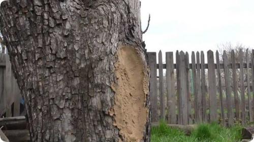 Как заделать дупло в орехе. Чем можно замазать? 13 Как заделать дупло в орехе. Чем можно замазать? 13