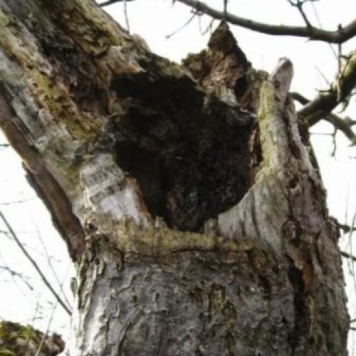 Как заделать дупло в орехе. Чем можно замазать? 09 Как заделать дупло в орехе. Чем можно замазать? 09