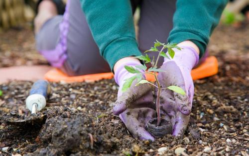 Садовые работы в мае. Сад в мае. Что нужно сделать? 06