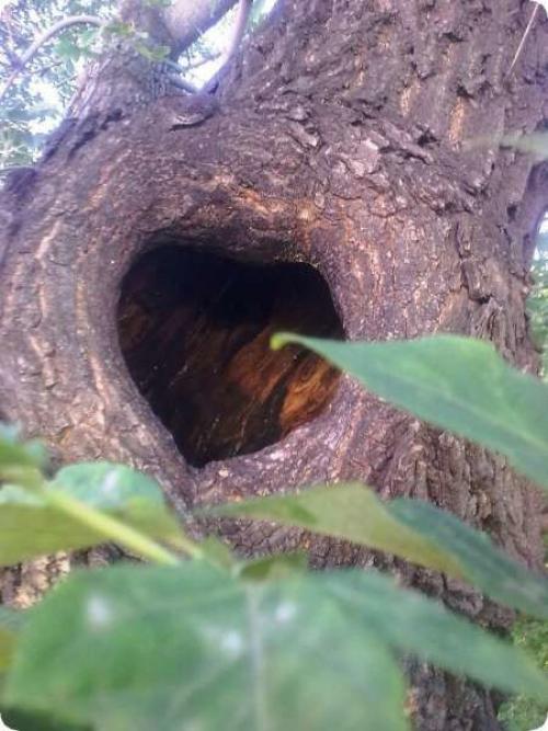 Как заделать дупло в орехе. Чем можно замазать? 11 Как заделать дупло в орехе. Чем можно замазать? 11