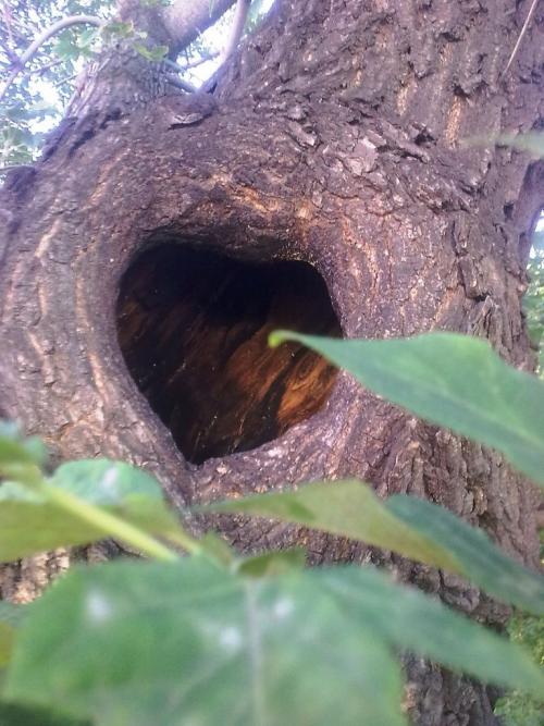 Как заделать дупло в орехе. Чем можно замазать? 06 Как заделать дупло в орехе. Чем можно замазать? 06