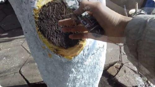 Как заделать дупло в орехе. Чем можно замазать? 12 Как заделать дупло в орехе. Чем можно замазать? 12