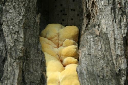 Как заделать дупло в орехе. Чем можно замазать? 01 Как заделать дупло в орехе. Чем можно замазать? 01