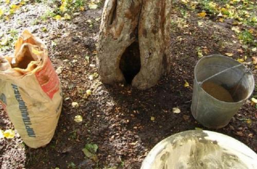 Как заделать дупло в орехе. Чем можно замазать? 03 Как заделать дупло в орехе. Чем можно замазать? 03