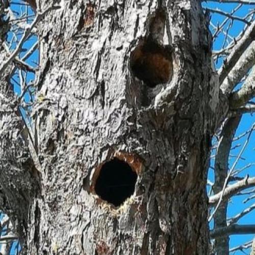 Как заделать дупло в орехе. Чем можно замазать? 08 Как заделать дупло в орехе. Чем можно замазать? 08