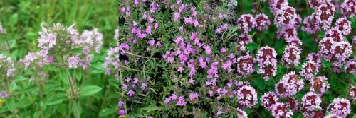 Семена чабреца для посадки. Можно ли вырастить тимьян в горшке 01