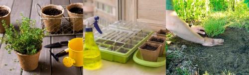 Семена чабреца для посадки. Можно ли вырастить тимьян в горшке 02