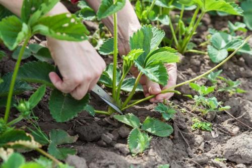 Клубника выращивание уход. В какое время сажать 02