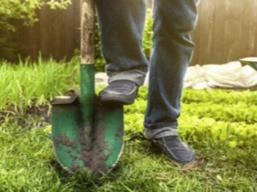 Технология посадки виноградной школки под зиму. Высадка черенков осенью 16