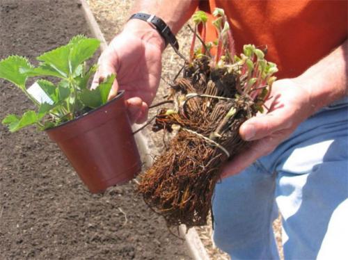 Выращивание клубники в открытом грунте. Посадка клубники в открытый грунт осенью, весной, в августе – сроки, схема высадки