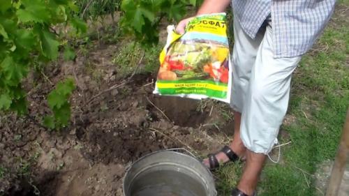 Технология посадки виноградной школки под зиму. Высадка черенков осенью 19