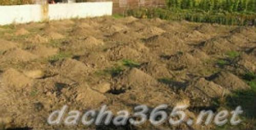 Технология посадки виноградной школки под зиму. Высадка черенков осенью