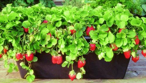 Клубника выращивание дома. Выращивание клубники на подоконнике круглый год, отзывы