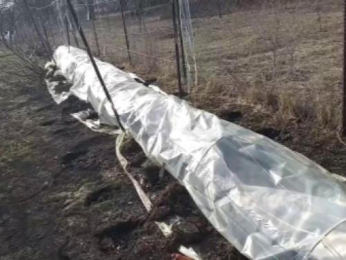 Технология посадки виноградной школки под зиму. Высадка черенков осенью 03