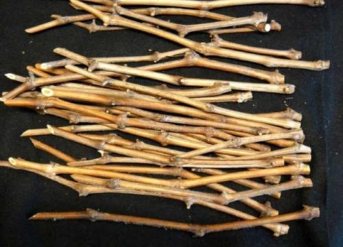 Посадка черенков винограда осенью в открытый грунт. Можно ли укоренить черенки винограда осенью? Как и когда правильно посадить, подготовить черенки