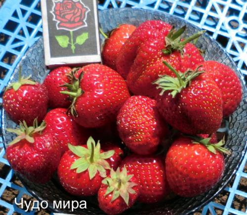 Клубника выращивание дома. Выращивание клубники на подоконнике круглый год, отзывы