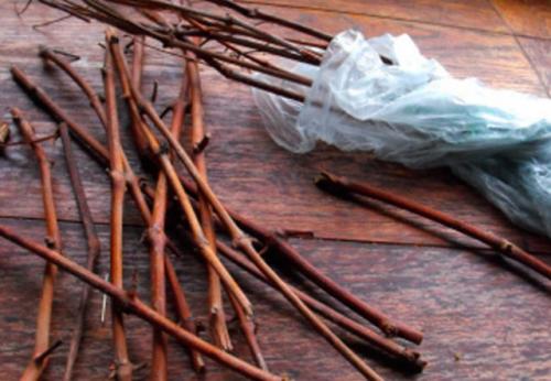 Посадка черенков винограда осенью в открытый грунт. Можно ли укоренить черенки винограда осенью? Как и когда правильно посадить, подготовить черенки