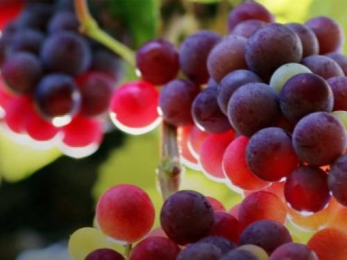 Технология посадки виноградной школки под зиму. Высадка черенков осенью 13