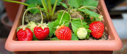 Клубника выращивание дома. Выращивание клубники на подоконнике круглый год, отзывы