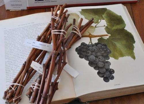 Технология посадки виноградной школки под зиму. Высадка черенков осенью 20