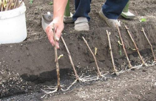 Посадка черенков винограда осенью в открытый грунт. Можно ли укоренить черенки винограда осенью? Как и когда правильно посадить, подготовить черенки
