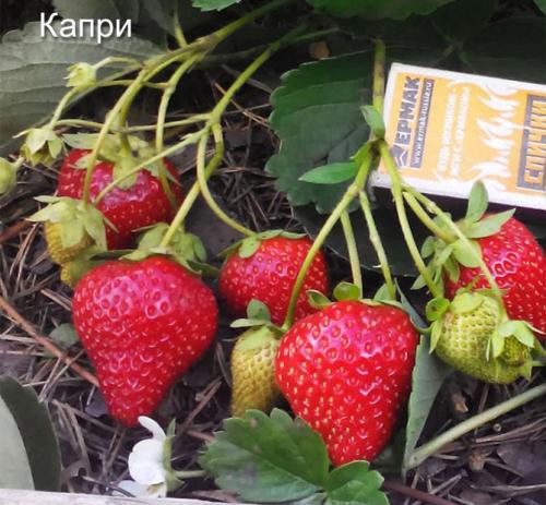 Клубника выращивание дома. Выращивание клубники на подоконнике круглый год, отзывы