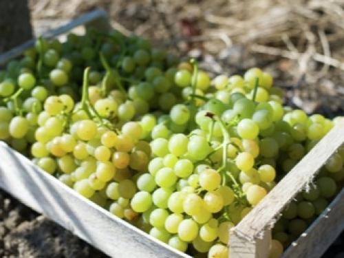 Технология посадки виноградной школки под зиму. Высадка черенков осенью 14