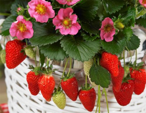 Клубника выращивание дома. Выращивание клубники на подоконнике круглый год, отзывы