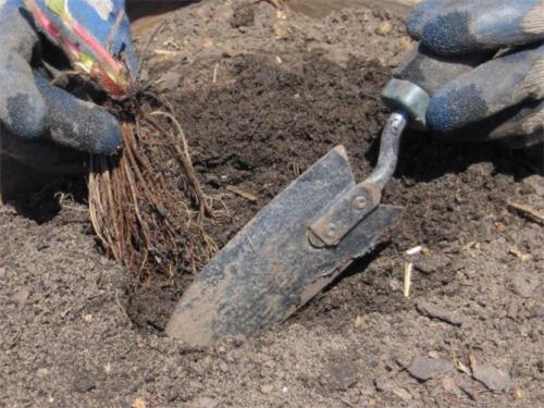 Выращивание клубники в открытом грунте. Посадка клубники в открытый грунт осенью, весной, в августе – сроки, схема высадки