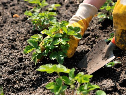 Выращивание клубники в открытом грунте. Посадка клубники в открытый грунт осенью, весной, в августе – сроки, схема высадки