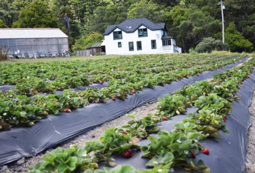Выращивание клубники в открытом грунте. Посадка клубники в открытый грунт осенью, весной, в августе – сроки, схема высадки
