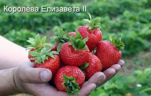 Клубника выращивание дома. Выращивание клубники на подоконнике круглый год, отзывы