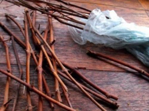 Технология посадки виноградной школки под зиму. Высадка черенков осенью 18