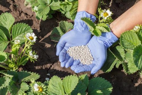 Клубника посадка и уход в открытом грунте. Выращивание клубники в открытом грунте: советы по посадке и уходу за клубникой