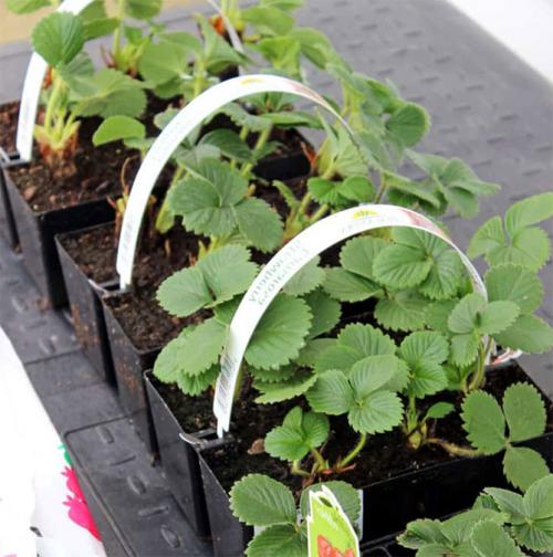 Выращивание клубники в открытом грунте. Посадка клубники в открытый грунт осенью, весной, в августе – сроки, схема высадки