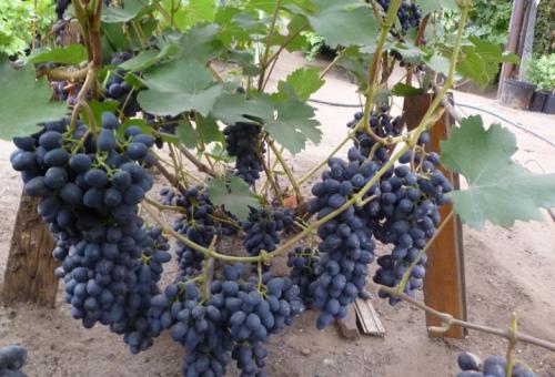 Технология посадки виноградной школки под зиму. Высадка черенков осенью 15