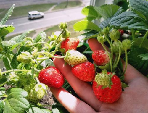 Клубника выращивание дома. Выращивание клубники на подоконнике круглый год, отзывы