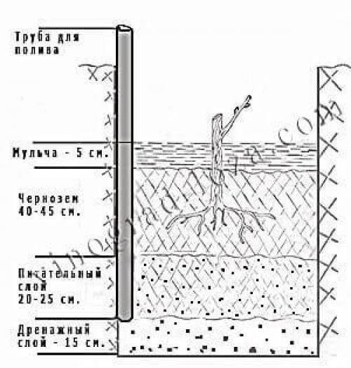 Технология посадки виноградной школки под зиму. Высадка черенков осенью 07