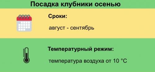 Посадка клубники осенью. Сроки