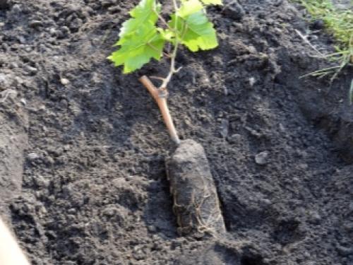 Технология посадки виноградной школки под зиму. Высадка черенков осенью 06