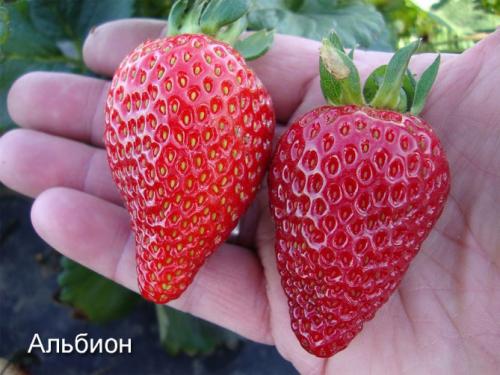 Клубника выращивание дома. Выращивание клубники на подоконнике круглый год, отзывы