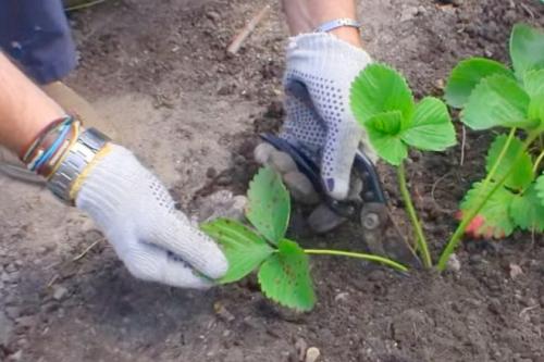 Обрезать или не обрезать клубнику. Как и когда обрезать клубнику осенью, чтобы был хороший урожай: инструкция для начинающих