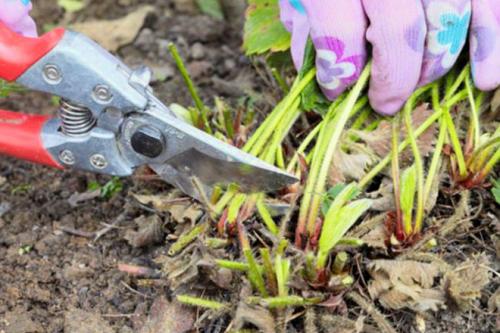 Обрезать или не обрезать клубнику. Как и когда обрезать клубнику осенью, чтобы был хороший урожай: инструкция для начинающих