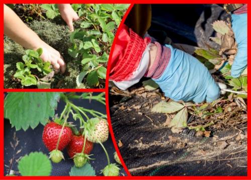 Что делать со старыми листьями клубники. Несколько причин, по которым не стоит срезать листья клубники осенью, и что я делаю, чтобы подготовить кустики к зимовке