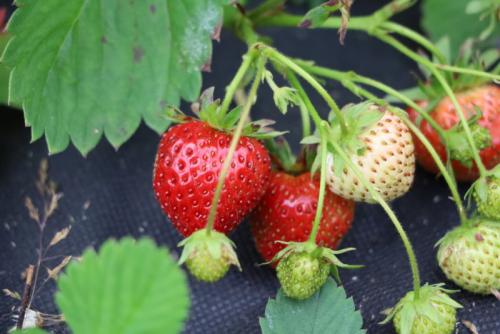 Что делать со старыми листьями клубники. Несколько причин, по которым не стоит срезать листья клубники осенью, и что я делаю, чтобы подготовить кустики к зимовке