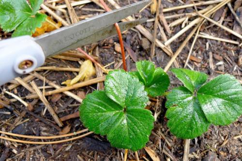 Обрезать или не обрезать клубнику. Как и когда обрезать клубнику осенью, чтобы был хороший урожай: инструкция для начинающих