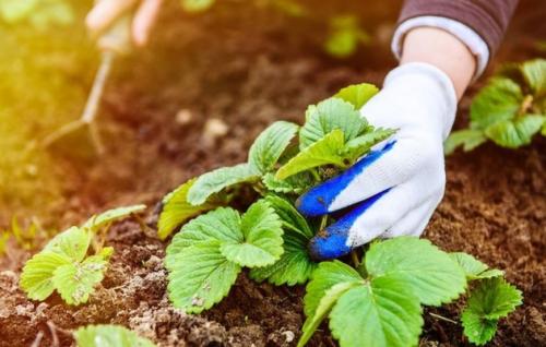 Когда косить клубнику. Когда надо косить клубнику? 07