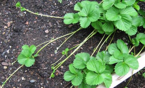 Когда косить клубнику. Когда надо косить клубнику? 08