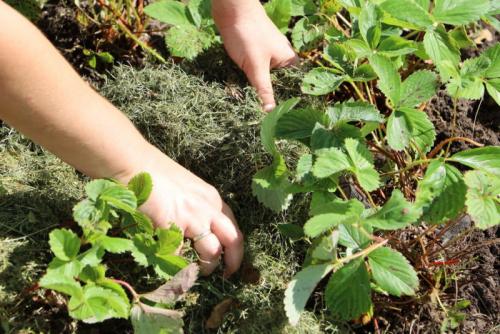 Что делать со старыми листьями клубники. Несколько причин, по которым не стоит срезать листья клубники осенью, и что я делаю, чтобы подготовить кустики к зимовке